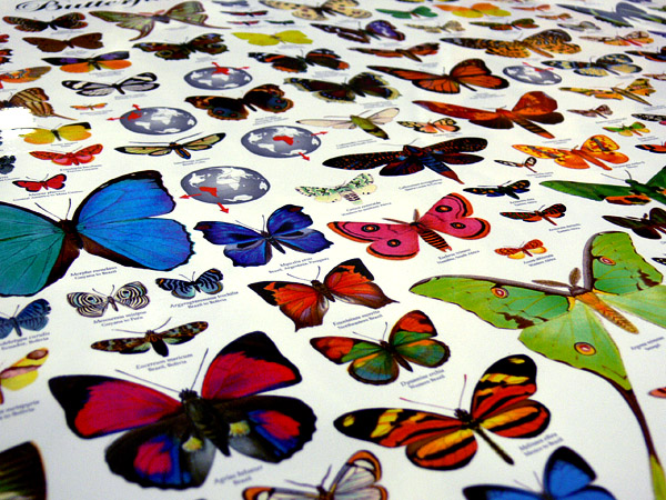 (image for) Butterflies of the World Poster - Click Image to Close