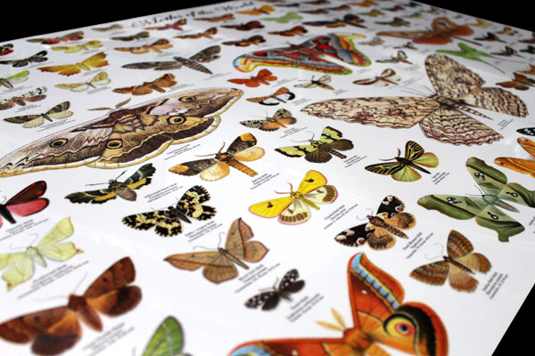 (image for) Moths of the World Poster - Click Image to Close