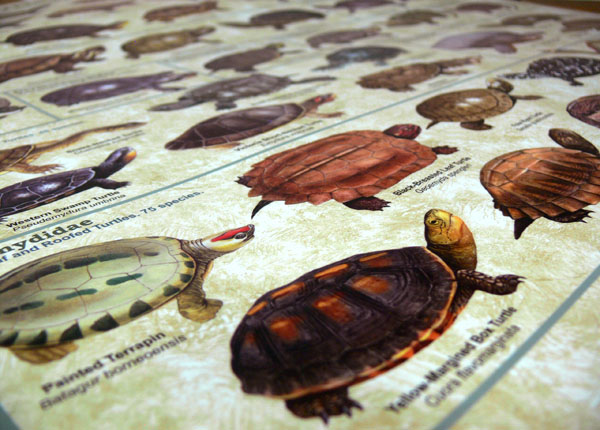 (image for) Turtles, Tortoise Poster - Click Image to Close