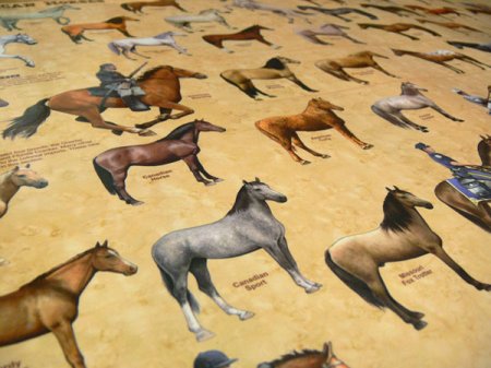 (image for) Horses of North America