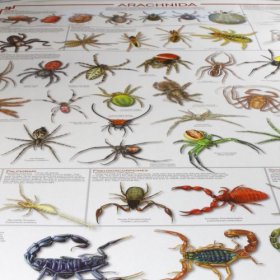 (image for) Poster - 'Arachnidia' Spiders, 52 Specimens, 24"x36"